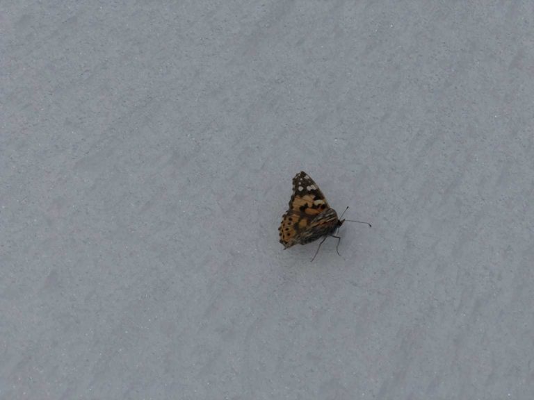 Der Schmetterling war schon ziemlich schwach auf ca 3300m