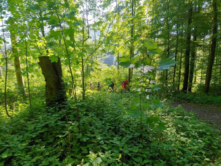 002_Im_Sihlwald