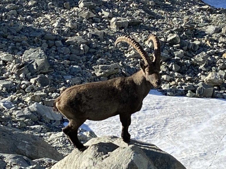 Obergabelhorn (27)