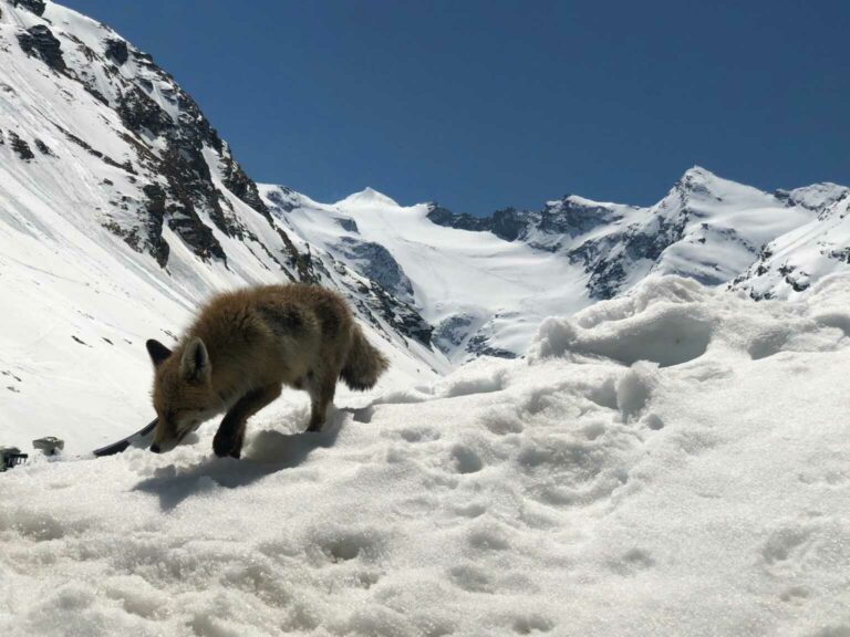 Rheinwaldhorn mit Fuchs