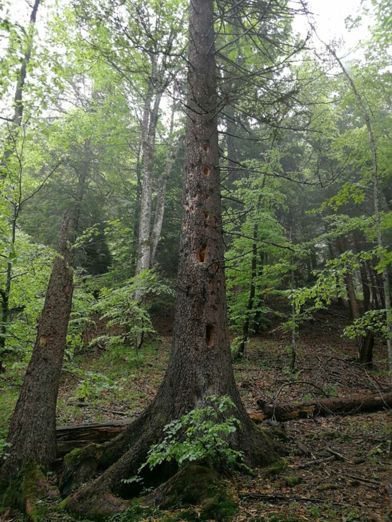 IMG-20210606-WA0009