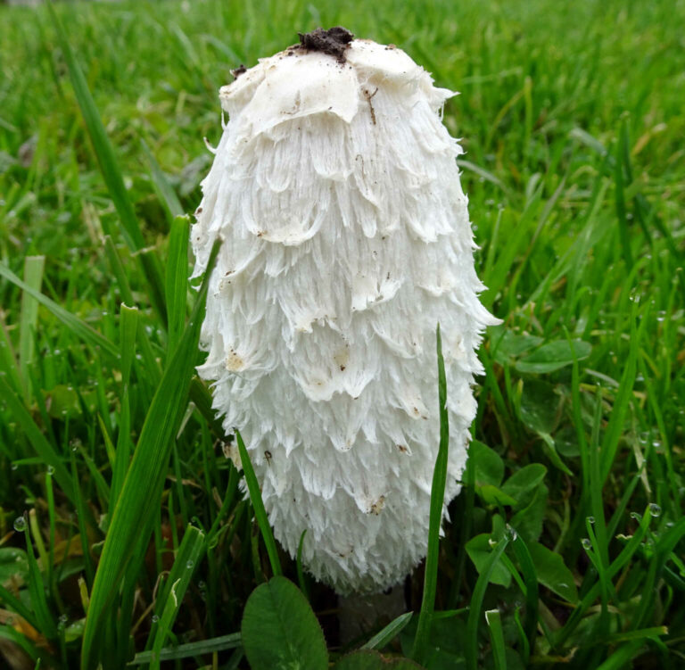 050