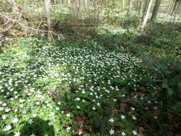Bild07_P1120480-17