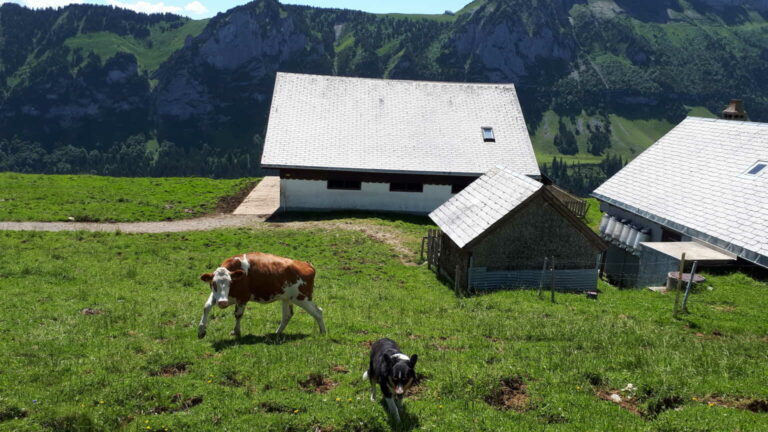 9. Alp Sigel2