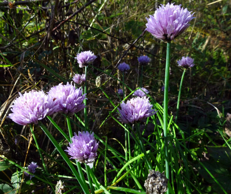 DSC03216