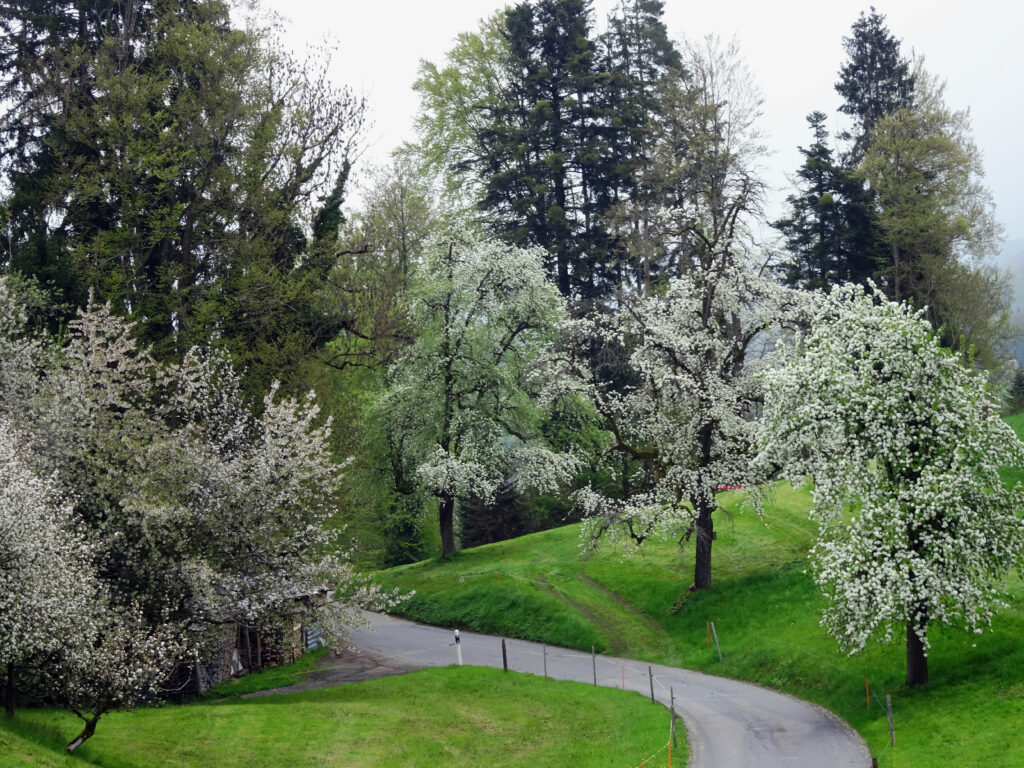 Altendorf-Höhgaden-Bilsten-Feld (W/B/T1) Max Bircher