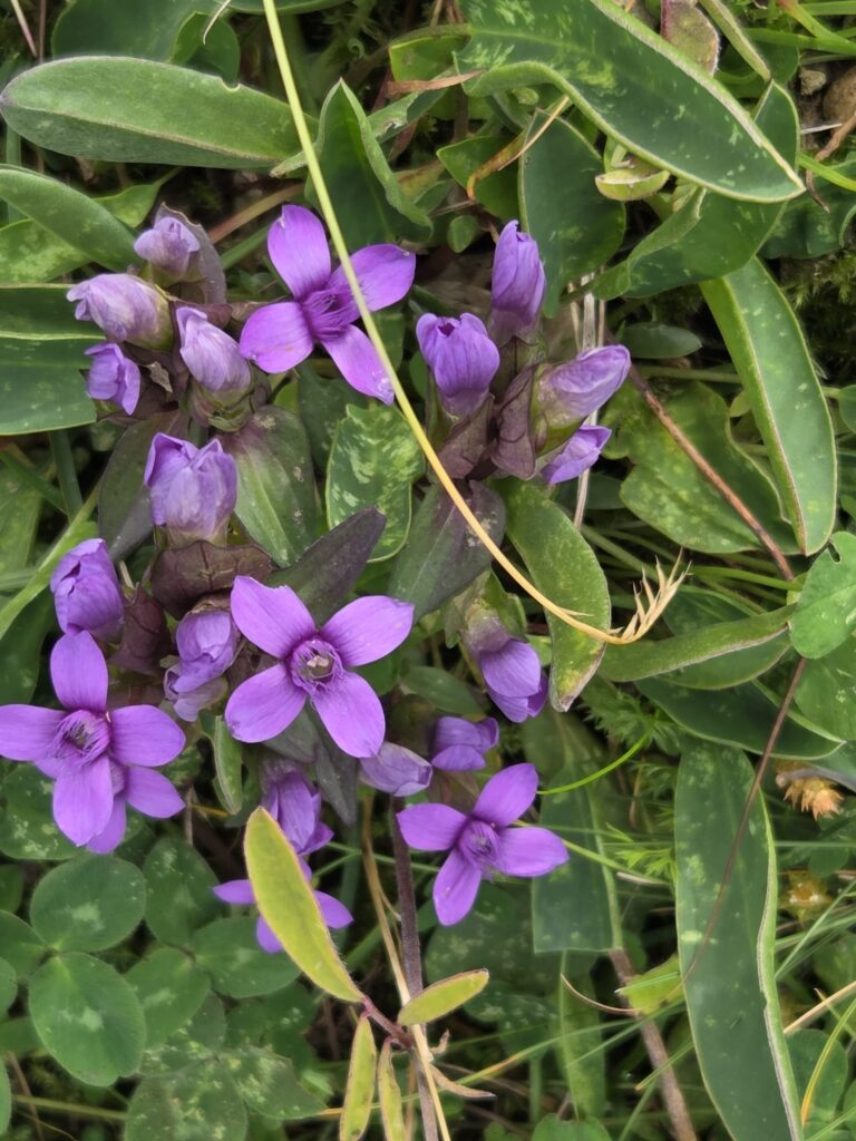 6a