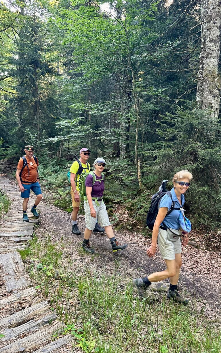 Im lichten Wald